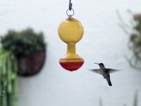 LU-2019-galeria-007 : colibri, naturaleza