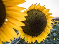 LU 2023-014 : flores, naturaleza