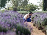 LU-2018-lavanda-007 : lavanda, mineral de pozos, sylvia